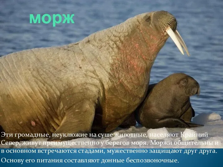 морж Эти громадные, неуклюжие на суше животные, населяют Крайний Север,