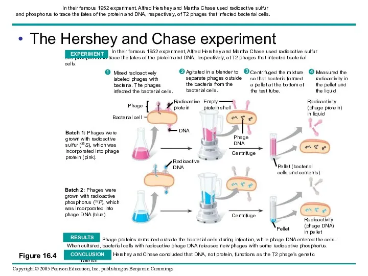 In their famous 1952 experiment, Alfred Hershey and Martha Chase