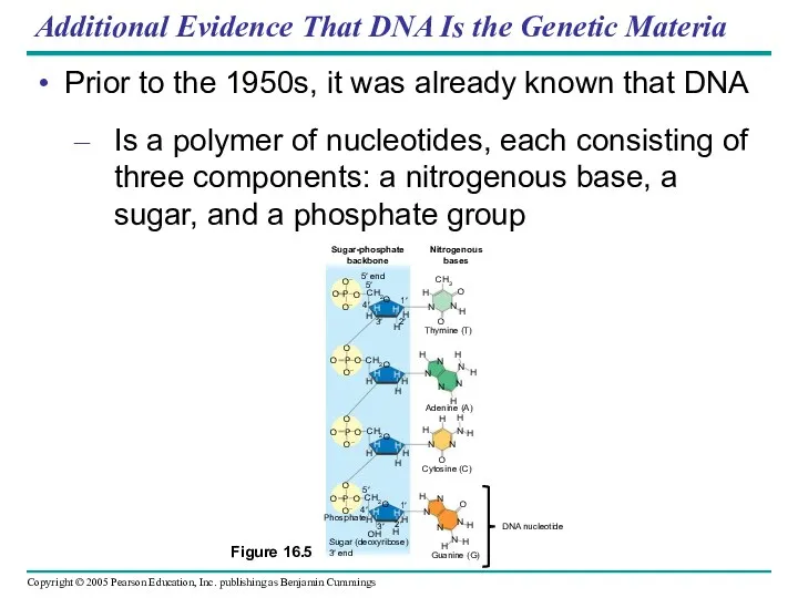 Additional Evidence That DNA Is the Genetic Materia Prior to