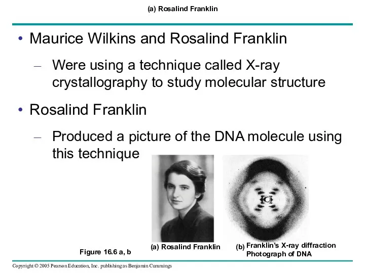 (a) Rosalind Franklin Maurice Wilkins and Rosalind Franklin Were using