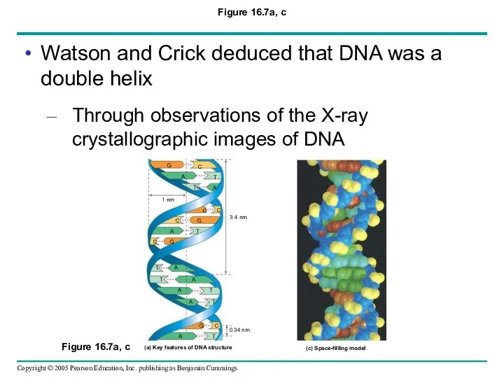 Figure 16.7a, c Watson and Crick deduced that DNA was