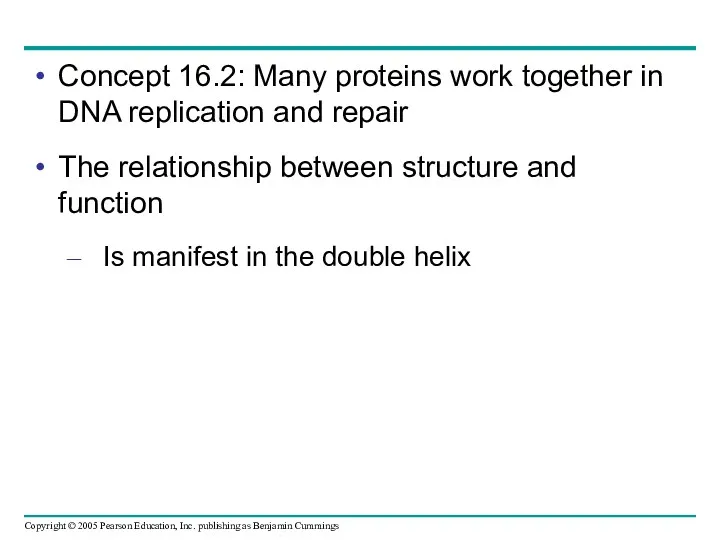 Concept 16.2: Many proteins work together in DNA replication and