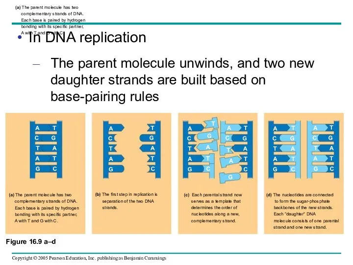 (a) The parent molecule has two complementary strands of DNA.