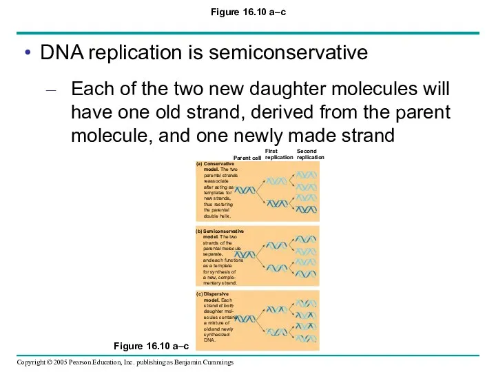 Figure 16.10 a–c DNA replication is semiconservative Each of the