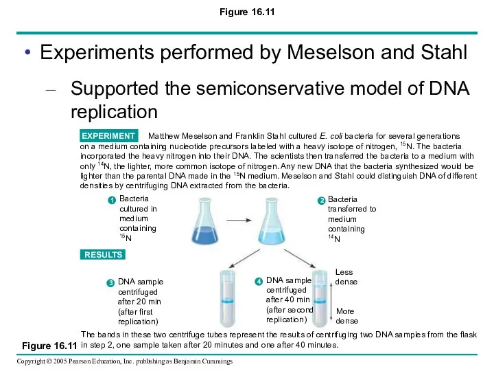 Figure 16.11 Experiments performed by Meselson and Stahl Supported the semiconservative model of DNA replication