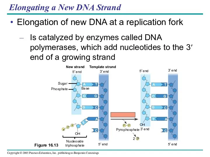 Elongating a New DNA Strand Elongation of new DNA at