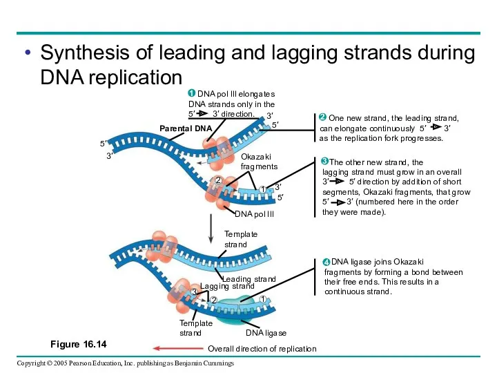 Synthesis of leading and lagging strands during DNA replication