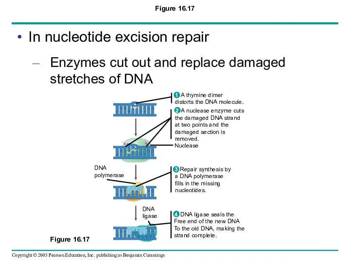 Figure 16.17 Nuclease DNA polymerase DNA ligase A nuclease enzyme