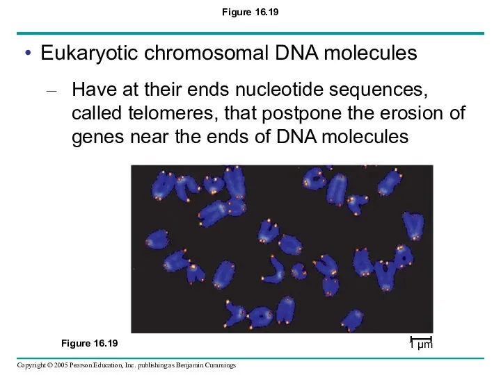 Figure 16.19 Eukaryotic chromosomal DNA molecules Have at their ends