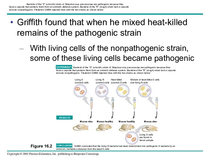 Bacteria of the “S” (smooth) strain of Streptococcus pneumoniae are