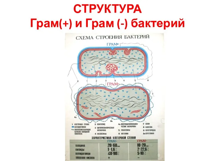 СТРУКТУРА Грам(+) и Грам (-) бактерий