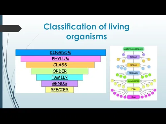 Classification of living organisms