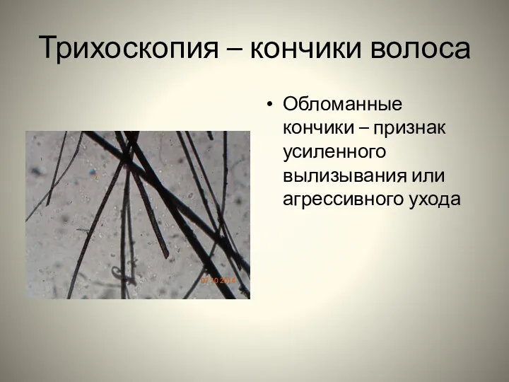 Трихоскопия – кончики волоса Обломанные кончики – признак усиленного вылизывания или агрессивного ухода