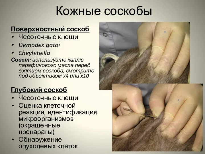 Кожные соскобы Поверхностный соскоб Чесоточные клещи Demodex gatoi Cheyletiella Совет: используйте каплю парафинового