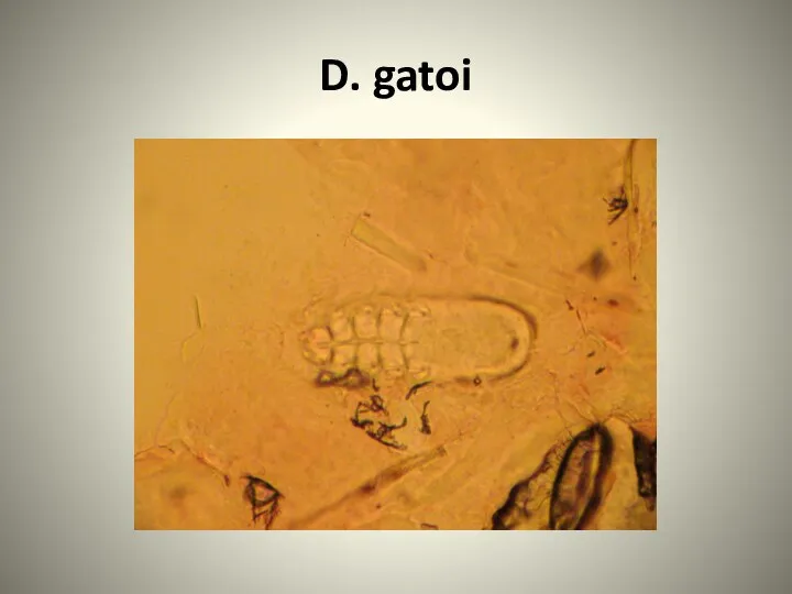 D. gatoi