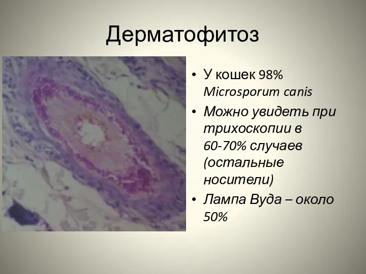 Дерматофитоз У кошек 98% Microsporum canis Можно увидеть при трихоскопии в 60-70% случаев