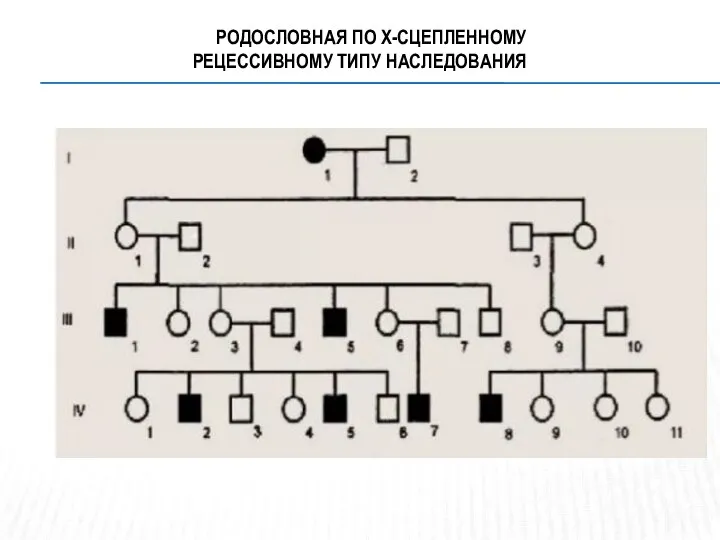 РОДОСЛОВНАЯ ПО X-СЦЕПЛЕННОМУ РЕЦЕССИВНОМУ ТИПУ НАСЛЕДОВАНИЯ