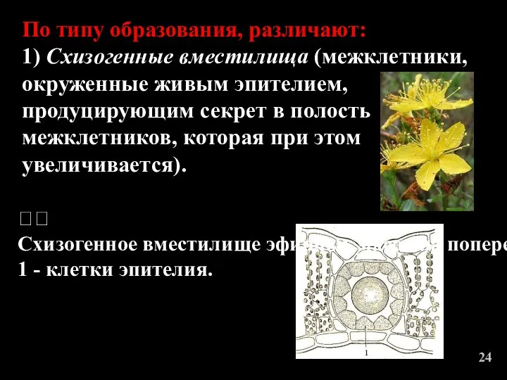 24 По типу образования, различают: 1) Схизогенные вместилища (межклетники, окруженные