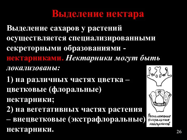 Выделение сахаров у растений осуществляется специализированными секреторными образованиями - нектарниками.