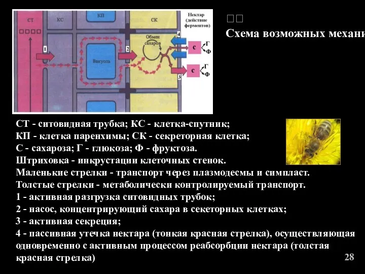 СТ - ситовидная трубка; КС - клетка-спутник; КП - клетка