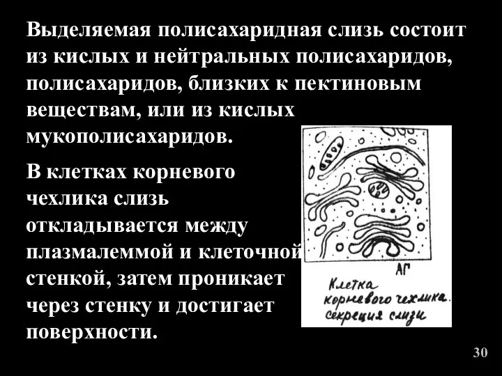 Выделяемая полисахаридная слизь состоит из кислых и нейтральных полисахаридов, полисахаридов,