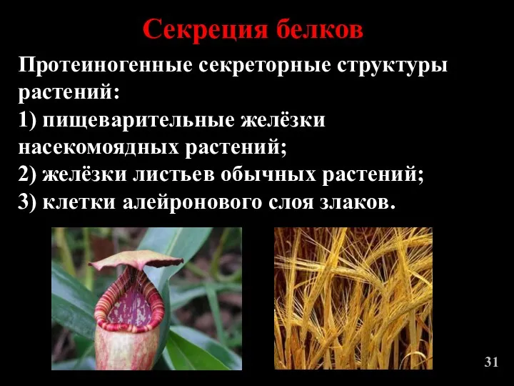 Протеиногенные секреторные структуры растений: 1) пищеварительные желёзки насекомоядных растений; 2)