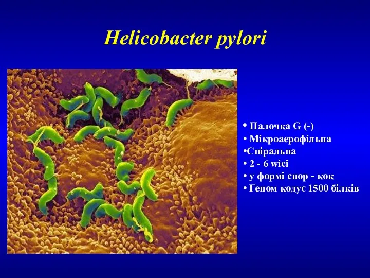 Helicobacter pylori Палочка G (-) Мікроаерофільна Спіральна 2 - 6 wici у формі