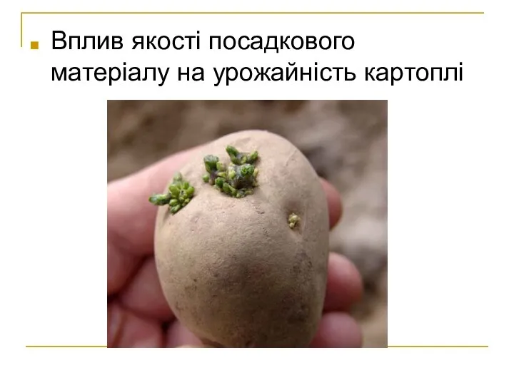 Вплив якості посадкового матеріалу на урожайність картоплі