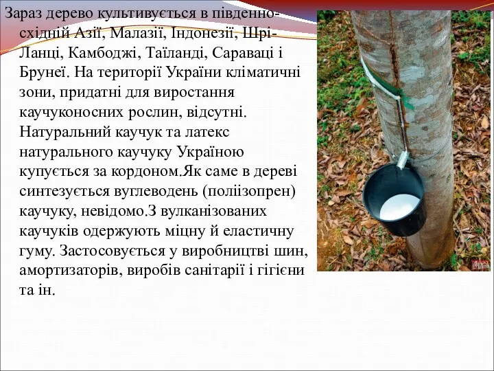 Зараз дерево культивується в південно-східній Азії, Малазії, Індонезії, Шрі-Ланці, Камбоджі,