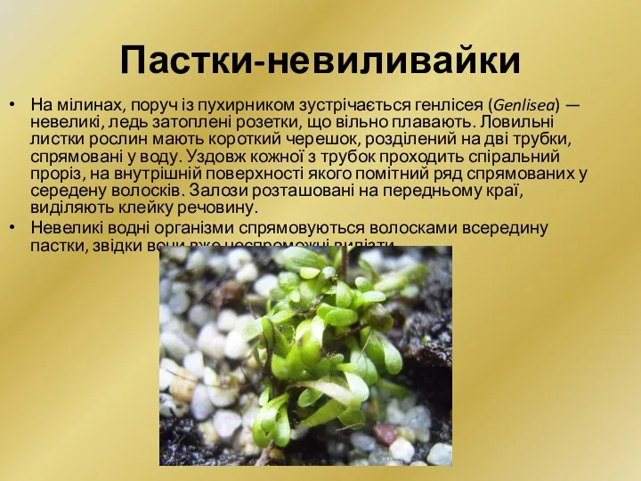 Пастки-невиливайки На мілинах, поруч із пухирником зустрічається генлісея (Genlisea) —