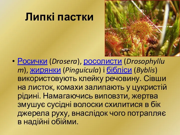 Липкі пастки Росички (Drosera), росолисти (Drosophyllum), жирянки (Pinguicula) і бібліси