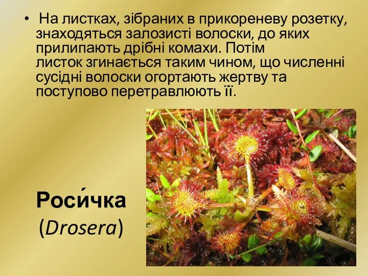 Роси́чка (Drosera) На листках, зібраних в прикореневу розетку, знаходяться залозисті