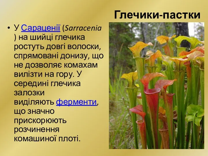 Глечики-пастки У Сараценії (Sarracenia) на шийці глечика ростуть довгі волоски,