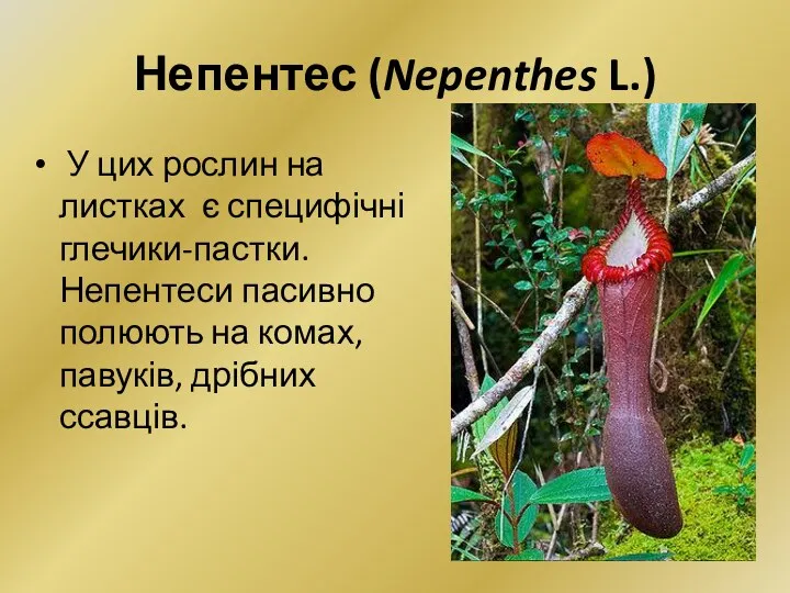 Непентес (Nepenthes L.) У цих рослин на листках є специфічні