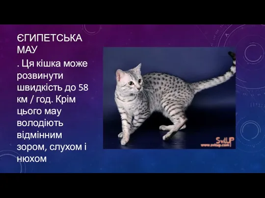 ЄГИПЕТСЬКА МАУ . Ця кішка може розвинути швидкість до 58