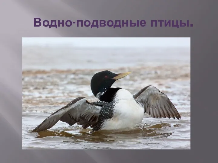 Водно-подводные птицы.