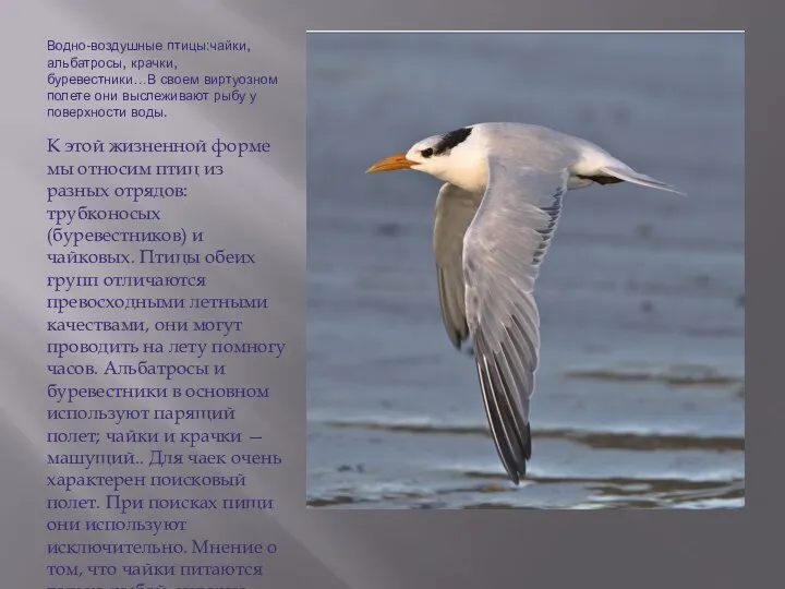 Водно-воздушные птицы:чайки, альбатросы, крачки, буревестники…В своем виртуозном полете они выслеживают