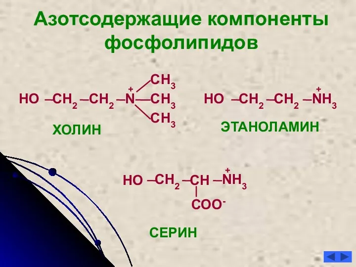 СН2 СН3 N НО Азотсодержащие компоненты фосфолипидов ХОЛИН ЭТАНОЛАМИН СН2
