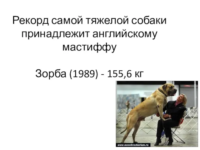 Рекорд самой тяжелой собаки принадлежит английскому мастиффу Зорба (1989) - 155,6 кг