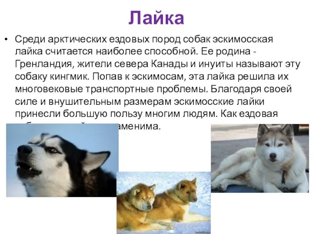 Лайка Среди арктических ездовых пород собак эскимосская лайка считается наиболее