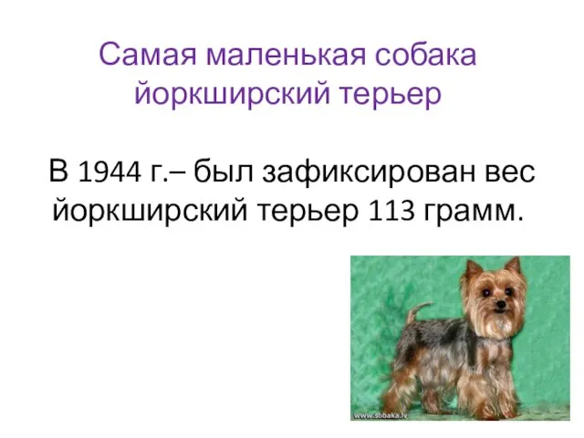 Самая маленькая собака йоркширский терьер В 1944 г.– был зафиксирован вес йоркширский терьер 113 грамм.