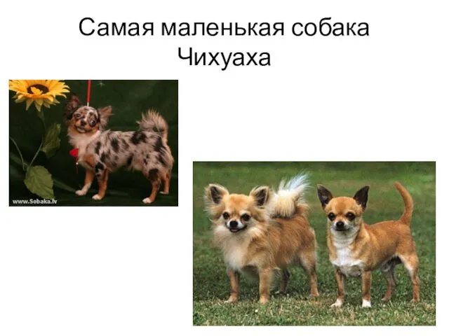 Самая маленькая собака Чихуаха