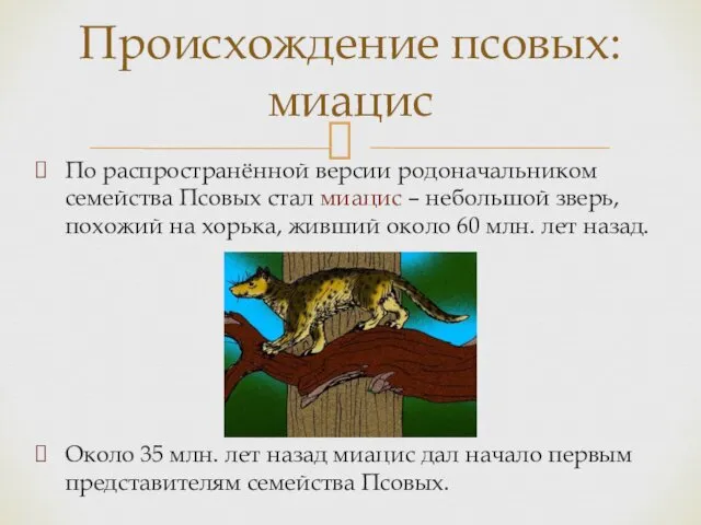 Происхождение псовых: миацис По распространённой версии родоначальником семейства Псовых стал