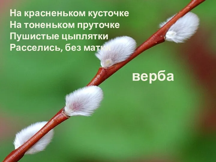 На красненьком кусточке На тоненьком пруточке Пушистые цыплятки Расселись, без матки верба