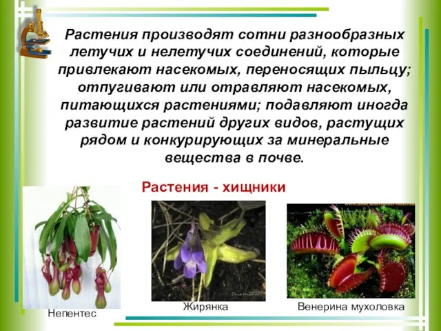 Растения производят сотни разнообразных летучих и нелетучих соединений, которые привлекают