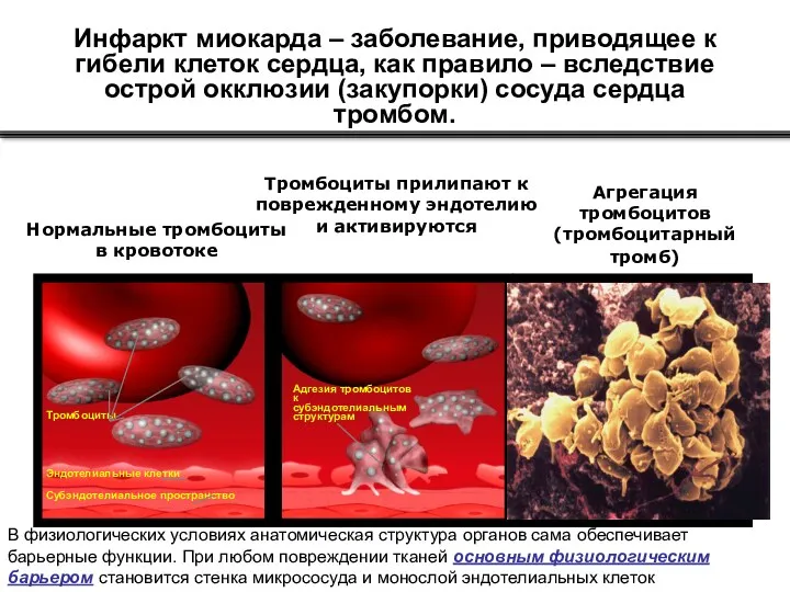 Агрегация тромбоцитов (тромбоцитарный тромб) Тромбоциты Эндотелиальные клетки Субэндотелиальное пространство Адгезия