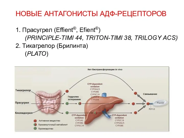 НОВЫЕ АНТАГОНИСТЫ АДФ-РЕЦЕПТОРОВ 1. Прасугрел (Effient®, Efient®) (PRINCIPLE-TIMI 44, TRITON-TIMI