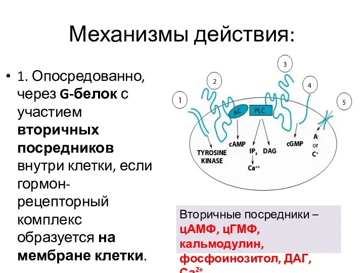 Механизмы действия: 1. Опосредованно, через G-белок с участием вторичных посредников внутри клетки, если