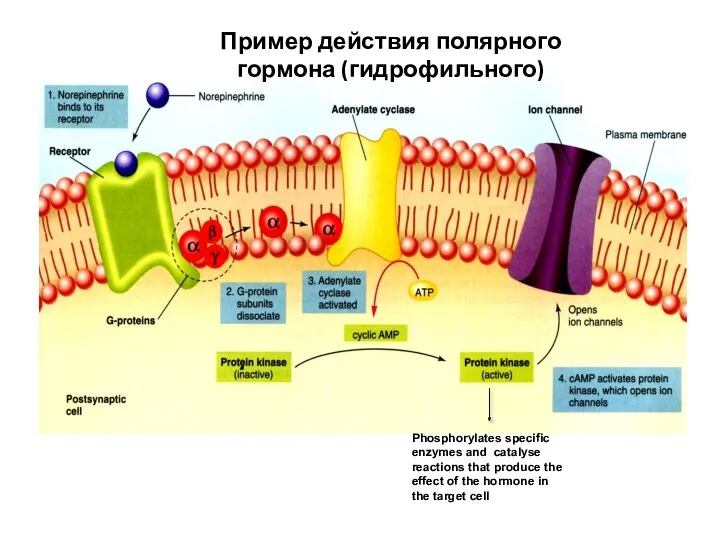 Phosphorylates specific enzymes and catalyse reactions that produce the effect