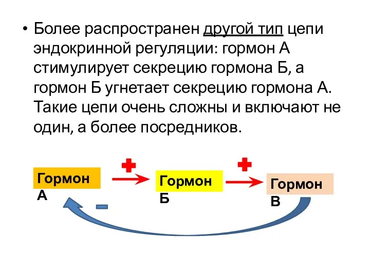 Более распространен другой тип цепи эндокринной регуляции: гормон А стимулирует